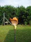 Driehoeksvogel in oranje (2)
