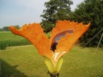 Driehoeksvogel in oranje (3)